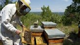 Las abejas ayudan a combatir los hongos en las frutillas