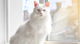 Maine Coon Cat Stares in Pure Wonder During First Time Experiencing Catio