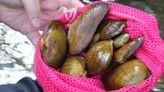 Mussel harvesting closed on north coast