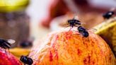 Get rid of flies using a natural homemade spray which insects will ‘detest’
