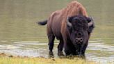 As Yellowstone reopens for the summer season, one hiker demonstrates what not to do around the park's bison