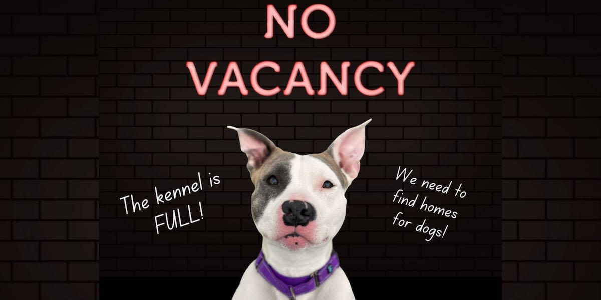 ‘NO VACANCY’: Cleveland Kennel full of dogs who ‘urgently need to find homes’