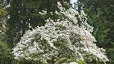 14 Trees to Beautify Your Front Yard