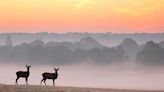 “I find the process before the photo exciting – learning about the subject, failing to get the shot, and finally being rewarded.” Dani Connor talks about her journey in wildlife photography, from family pets to Iberian lynx