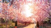 ¡ideal para fotos! Los cerezos están en su esplendor en este lugar de Carolina del Norte