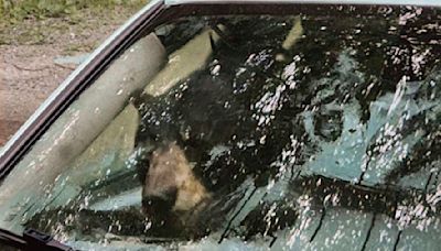 Mother bear and her cub climb into vehicle... and it's a car crash