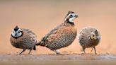 Bobwhite Quail: The Gentleman's Gamebird