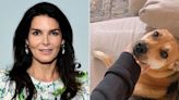 Angie Harmon mourns family dog allegedly killed by grocery delivery shopper