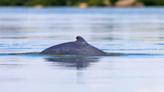 Ancient Freshwater Dolphin Species Just Found in the Peruvian Amazon