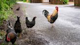 The Norfolk village overrun by feral chickens