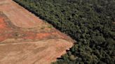 Deforestation in Brazil's Cerrado savanna hits seven-year high