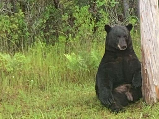 Florida black bear left 'stressed' while onlookers try to take selfies, deputies say