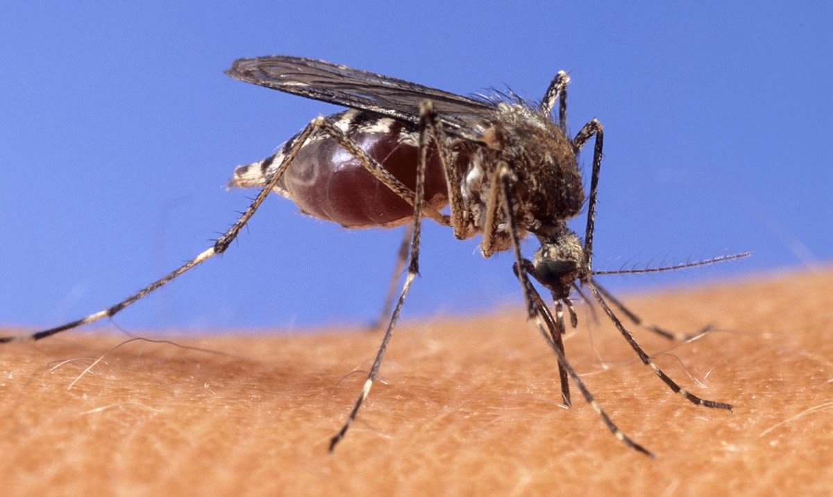 West Nile virus identified in North Las Vegas mosquitos