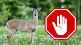 Too many deer! There's still no clear answer on what NJ should do