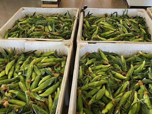 Fresno State Sweet Corn season kicks off