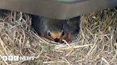First robin chicks hatch from eggs laid on a motorbike