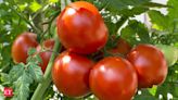 As tomato prices soar over Rs 80/kg, ICAR's hybrids offer hope for market stability - The Economic Times