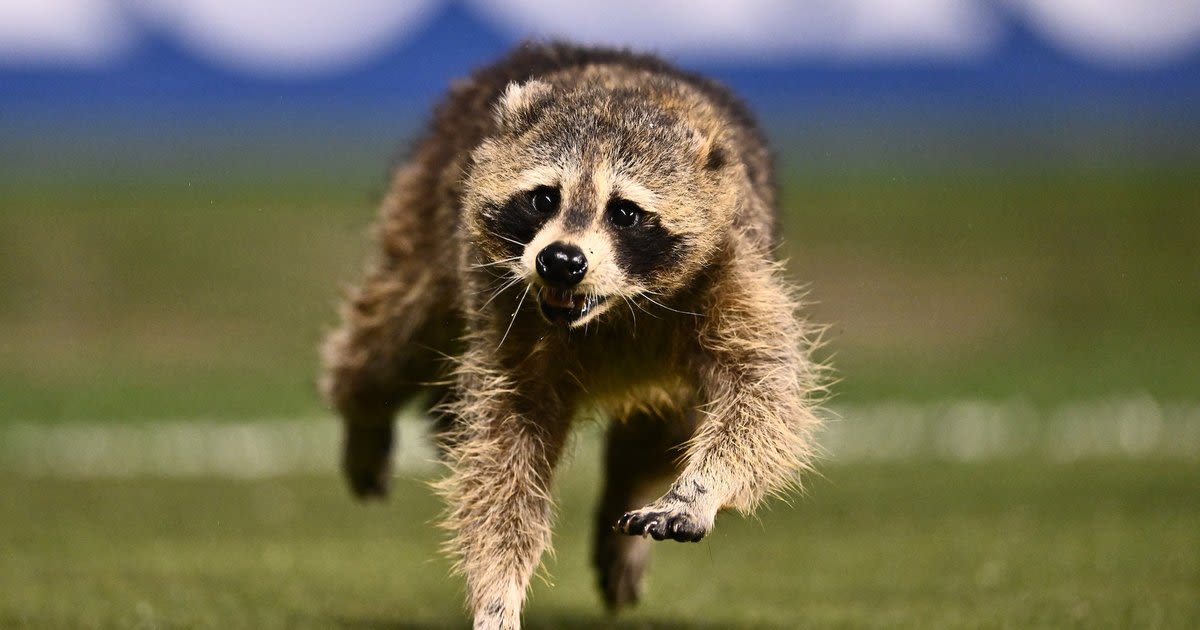 Raccoon interrupts Union match, skillfully dodging trash can-wielding stadium workers