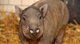 'Bizarre-Looking' Babirusa, or 'Pig Deer,' Born in Miami Zoo