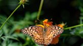 2024 Fort Indiantown Gap Butterfly Tours now open