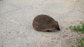 Air New Zealand flight delayed by hedgehog on the runway
