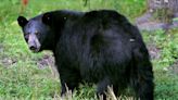 Bear spotted wandering near Route 1 businesses in N.J. town