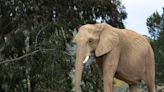 Wichita Zoo Drops a Huge Pregnancy Announcement About Their Female Elephants