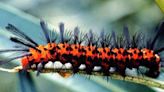 Caterpillar chaos on the University of Florida campus