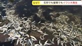 北海道海岸湧上萬沙丁魚群⋯居民一釣100條 網憂：地震或天災前兆