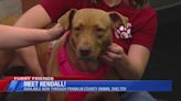 Furry Friends: Kind Kendall searching for a home