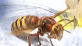 Asian Hornet attacked me and stung me under my eye in Somerset
