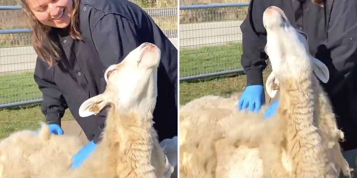 Rescued Sheep Melts When She Receives Special Massage For Mother's Day