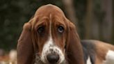 Basset Hound Gets Facelift to Improve Eyesight