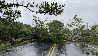 颱風凱米逼近 雲林路樹倒塌砸車、緊急封危橋