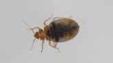 Dayton, 5 other Ohio cities ranked among Top 50 cites for bed bugs, study says