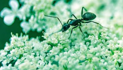 Why don’t ants get hurt when they fall down?