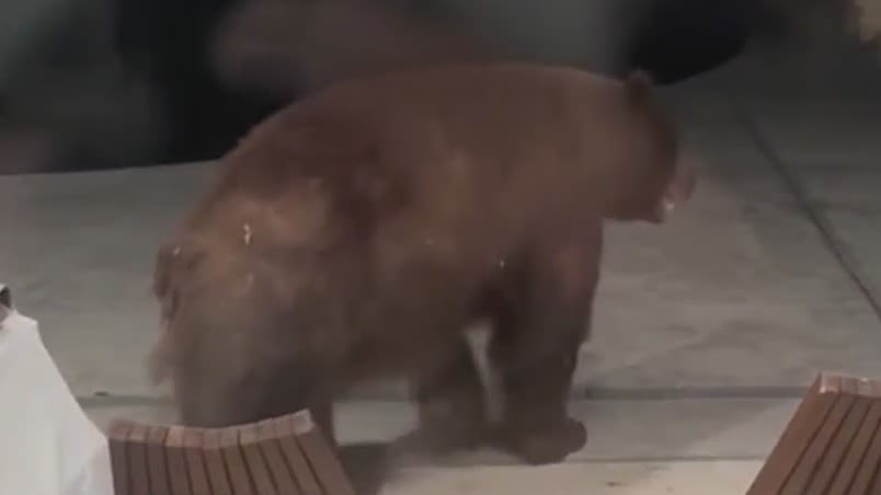 Massive bear wreaks havoc in Northern California town, kills nearly 50 farm chickens