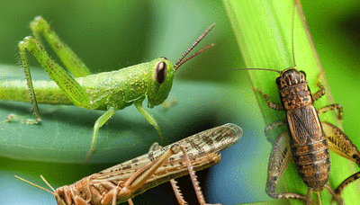 Crickets, grasshoppers and locusts among 16 insects Singapore approves for human consumption