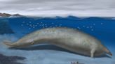 Una ballena colosal recién descubierta en Perú podría ser el animal más pesado de la historia, según un estudio