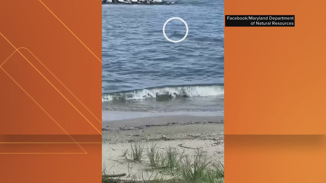 WATCH: Shark spotted off beach in Anne Arundel County