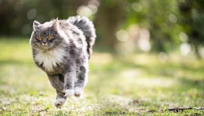 Maine Coon Cats' Beautiful & Majestic Movement Captured in Stunning Video