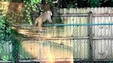 Wild Monkey Spotted in Florida Prompting Police to Warn Residents Against Feeding the Animal