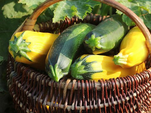 When to harvest zucchini — 3 things I've learned as a home gardener
