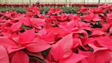 Are poinsettias poisonous to animals or is that all hype? What SC pet owners need to know