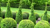 20 Types of Boxwood Shrubs for Landscaping