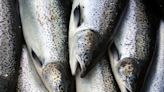 The UN says more aquatic animals were farmed than fished in 2022. That’s the first time in history - WTOP News