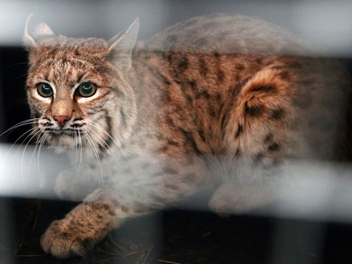 Opinion: Fur trapping didn’t stop in 1918 — Colorado hunters still pursue valuable bobcat pelts