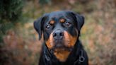 Affectionate Rottweiler Eagerly Cuddling With Her Napping Human Dad Has People Smiling