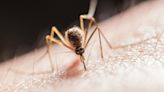 ¿Qué es el dengue? Síntomas, cuidados, complicaciones y todo lo que debes saber