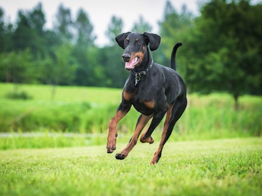 Doberman Captivates Everyone with Priceless 'Full Body Wiggles' While Greeting Mom at the Door